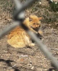 Found/Stray Unknown Cat last seen behind dog park in west jordan, West Jordan, UT 84084