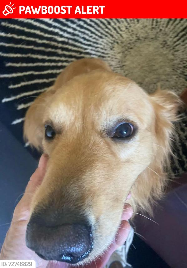 Lost Male Dog last seen Near , Hallandale Beach, FL 33009