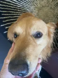 Lost Male Dog last seen Near , Hallandale Beach, FL 33009