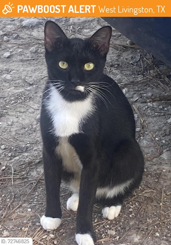 Found/Stray Female Cat last seen Frederick rd near the life church, West Livingston, TX 77351