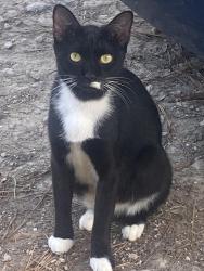 Found/Stray Female Cat last seen Frederick rd near the life church, West Livingston, TX 77351