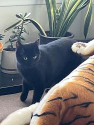 Found/Stray Unknown Cat last seen Tigertail and Canna Rd , Los Angeles, CA 90049