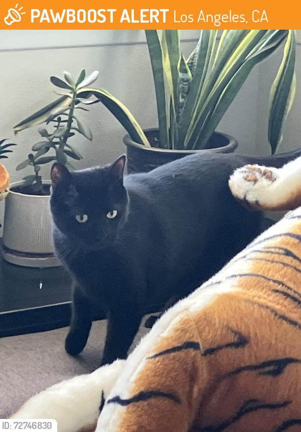 Found/Stray Unknown Cat last seen Tigertail and Canna Rd , Los Angeles, CA 90049