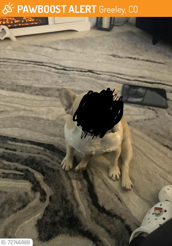 Found/Stray Female Dog last seen 5th Street and 25th Ave , Greeley, CO 80631