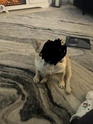 Found/Stray Female Dog last seen 5th Street and 25th Ave , Greeley, CO 80631