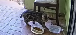 Found/Stray Unknown Cat last seen Vera Cruz Drive and Ensenada, Modesto, CA 95355