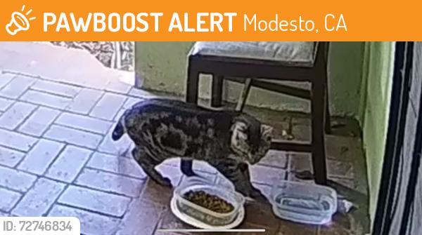 Found/Stray Unknown Cat last seen Vera Cruz Drive and Ensenada, Modesto, CA 95355