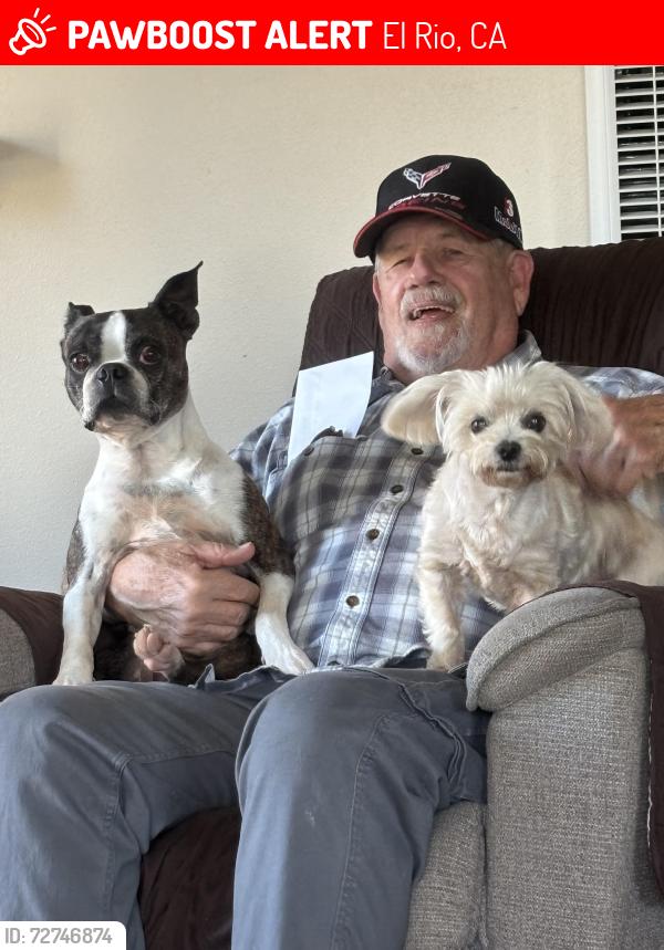Lost Male Dog last seen Burson wat, El Rio, CA 93036