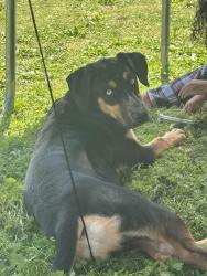 Found/Stray Male Dog last seen 4th and range line, Joplin, MO 64801