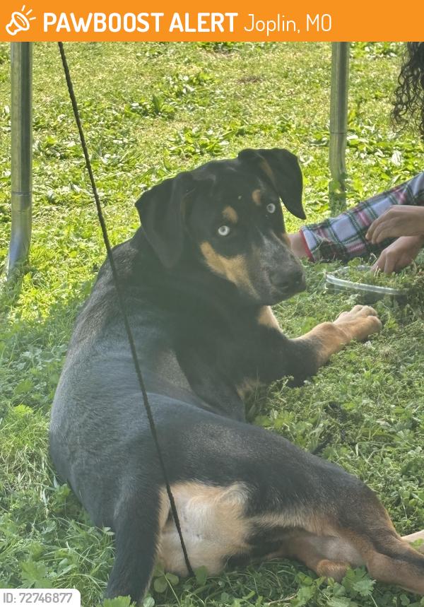 Found/Stray Male Dog last seen 4th and range line, Joplin, MO 64801