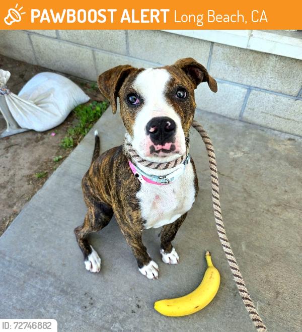 Found/Stray Female Dog last seen Near De Forest Ave, Long Beach, CA 90806, Long Beach, CA 90806