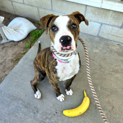 Found/Stray Female Dog last seen Near De Forest Ave, Long Beach, CA 90806, Long Beach, CA 90806