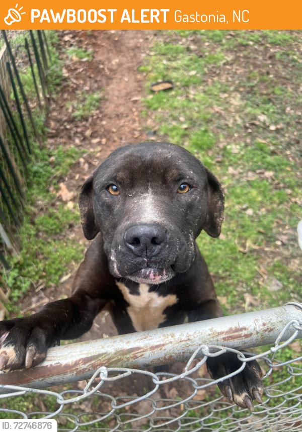 Found/Stray Male Dog last seen Cornerstone grocery, Gastonia, NC 28052