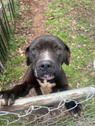 Found/Stray Male Dog last seen Cornerstone grocery, Gastonia, NC 28052