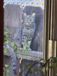 Found/Stray Unknown Cat last seen Vera Cruz and Ensenada Dr. , Modesto, CA 95354