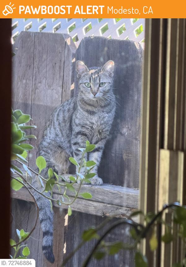 Found/Stray Unknown Cat last seen Vera Cruz and Ensenada Dr. , Modesto, CA 95354