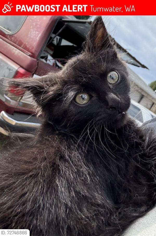 Lost Male Cat last seen 88th Ave and old Hwy 99, Tumwater, WA 98501