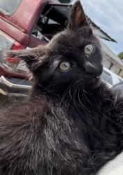 Lost Male Cat last seen 88th Ave and old Hwy 99, Tumwater, WA 98501