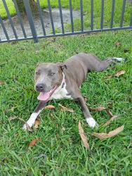 Found/Stray Female Dog last seen Near nw 35th st Lauderdale lakes FL 33319, Lauderdale Lakes, FL 33319