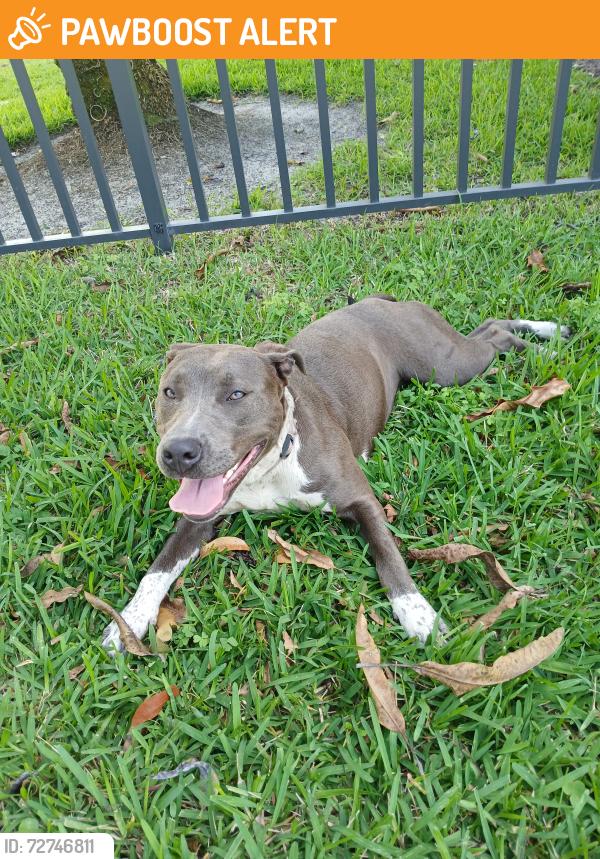 Found/Stray Female Dog last seen Near nw 35th st Lauderdale lakes FL 33319, Lauderdale Lakes, FL 33319