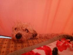 Lost Female Dog last seen Montgomery,embarcadero or West Oakland Bart station, San Francisco, CA 94104