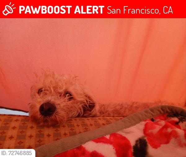 Lost Female Dog last seen Montgomery,embarcadero or West Oakland Bart station, San Francisco, CA 94104
