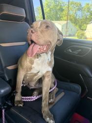Found/Stray Female Dog last seen Spartanburg, Glendale, SC 29307
