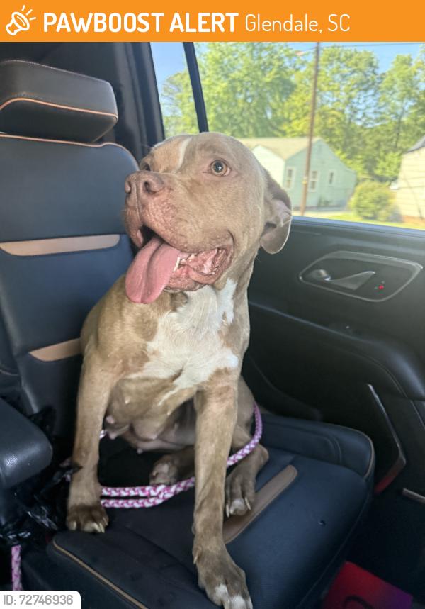Found/Stray Female Dog last seen Spartanburg, Glendale, SC 29307