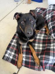 Found/Stray Female Dog last seen Lakeview , Nuevo, CA 92567