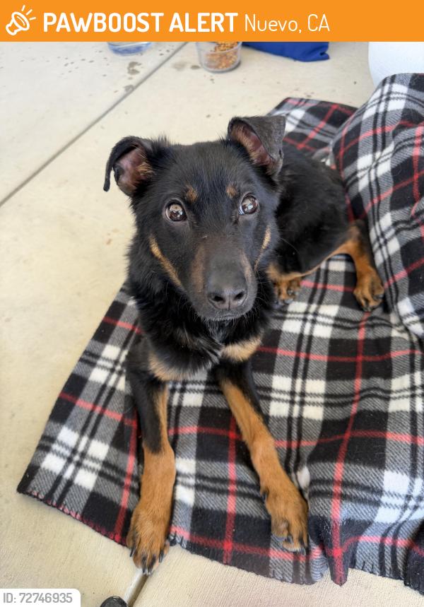 Found/Stray Female Dog last seen Lakeview , Nuevo, CA 92567