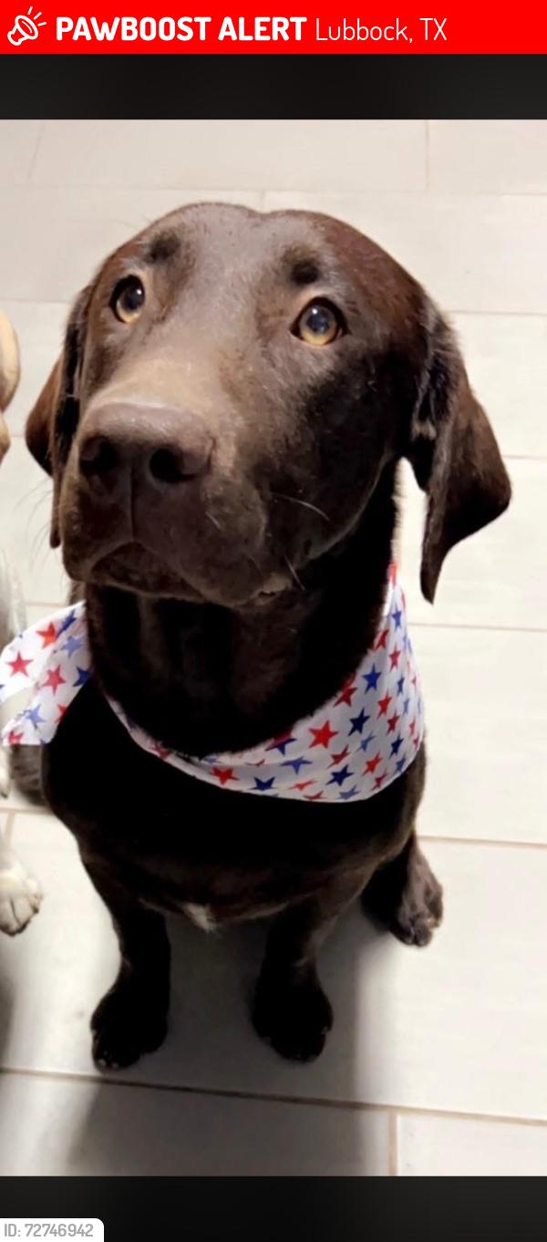 Lost Male Dog last seen 138th and avenue u, Lubbock, TX 79423