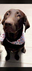 Lost Male Dog last seen 138th and avenue u, Lubbock, TX 79423