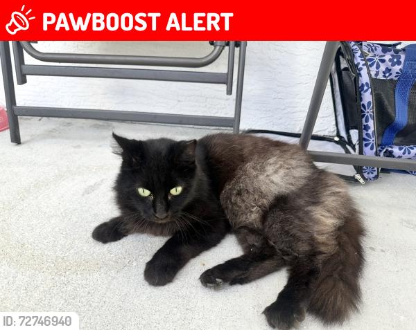 Lost Female Cat last seen Air tag last known location Iris Dr NFM , North Fort Myers, FL 33903
