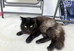 Lost Female Cat last seen Air tag last known location Iris Dr NFM , North Fort Myers, FL 33903