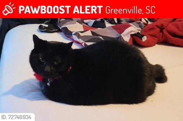 Lost Female Cat last seen Henderson Ave and Fork Shoals Road, Greenville, SC 29605