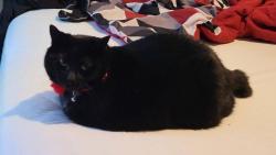 Lost Female Cat last seen Henderson Ave and Fork Shoals Road, Greenville, SC 29605