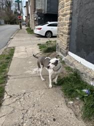 Lost Female Dog last seen Clarkson and Magnolia, Philadelphia, PA 19144