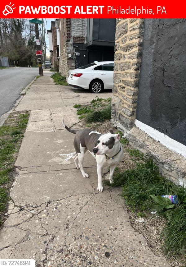 Lost Female Dog last seen Clarkson and Magnolia, Philadelphia, PA 19144