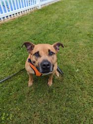 Lost Male Dog last seen Porky Rd., Albion, PA 16401