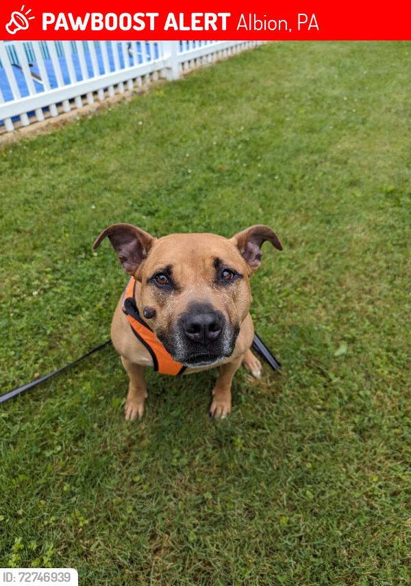 Lost Male Dog last seen Porky Rd., Albion, PA 16401