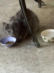 Found/Stray Unknown Cat last seen Silverhawke, Gilbert , Gilbert, AZ 85233