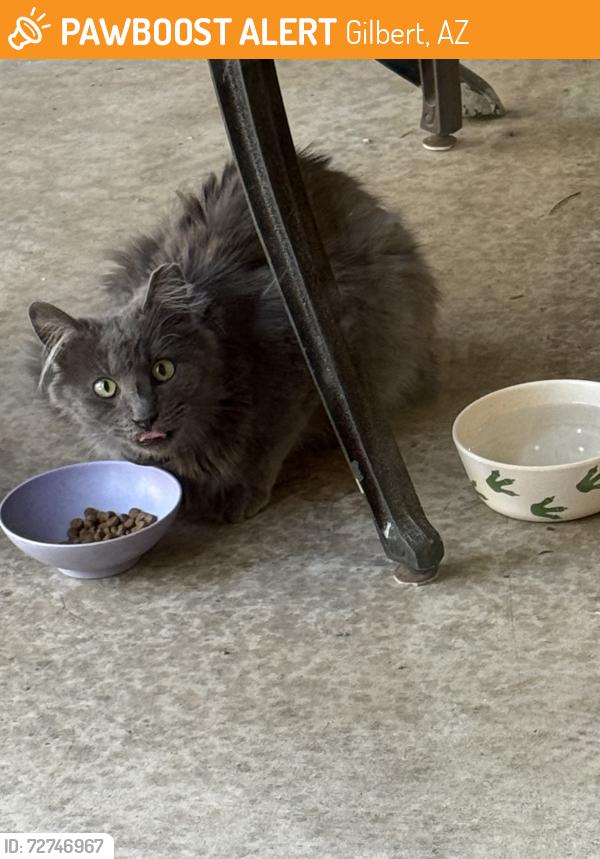 Found/Stray Unknown Cat last seen Silverhawke, Gilbert , Gilbert, AZ 85233
