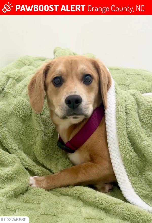 Lost Female Dog last seen Old Greensboro Rd, Orange County, NC 27516