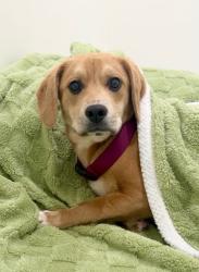 Lost Female Dog last seen Old Greensboro Rd, Orange County, NC 27516