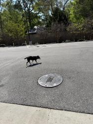 Found/Stray Unknown Dog last seen Jacks, Pinson, AL 35126