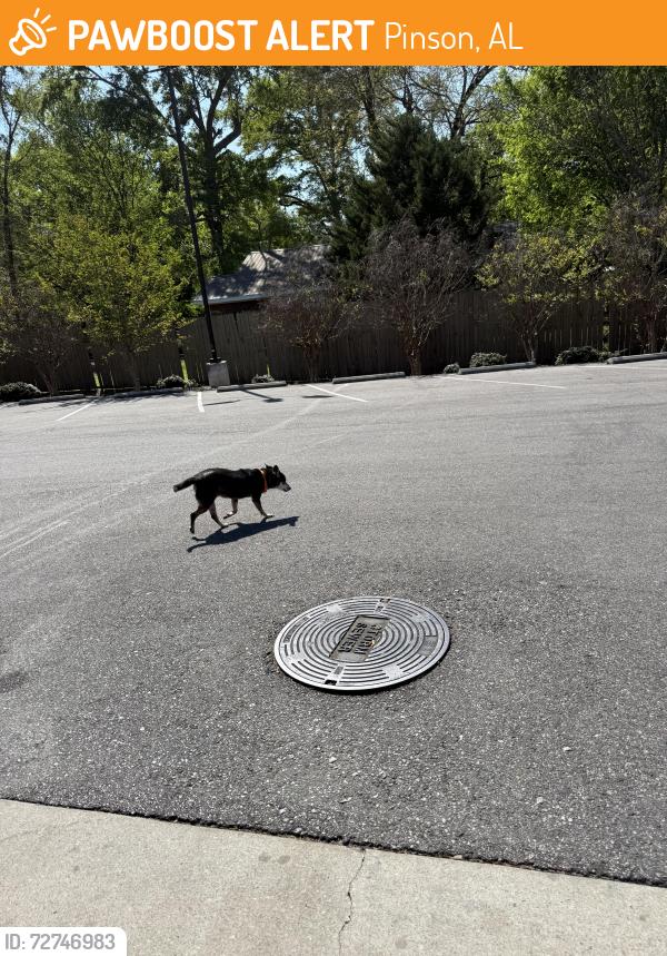 Found/Stray Unknown Dog last seen Jacks, Pinson, AL 35126