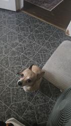 Lost Female Dog last seen Near west state st, Springfield, MO 65806
