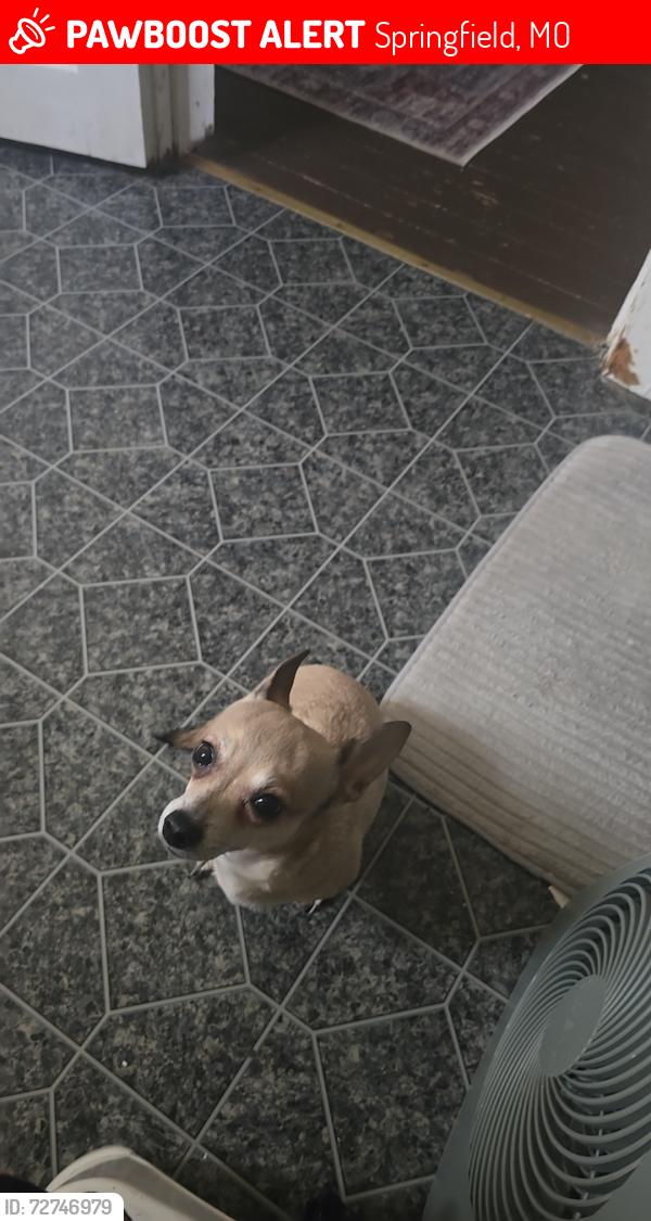 Lost Female Dog last seen Near west state st, Springfield, MO 65806