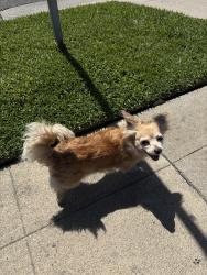 Found/Stray Female Dog last seen 106th and Beverly, Oakland, CA 94603
