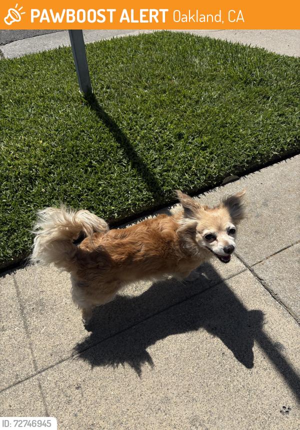 Found/Stray Female Dog last seen 106th and Beverly, Oakland, CA 94603